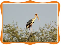 Bharatpur Bird Sanctuary