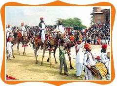 rajasthan camel festival