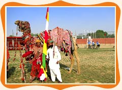 Rajasthan Camel Festival