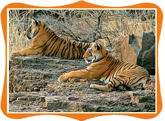 Sariska National Park