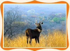 Rajasthan Wildlife 